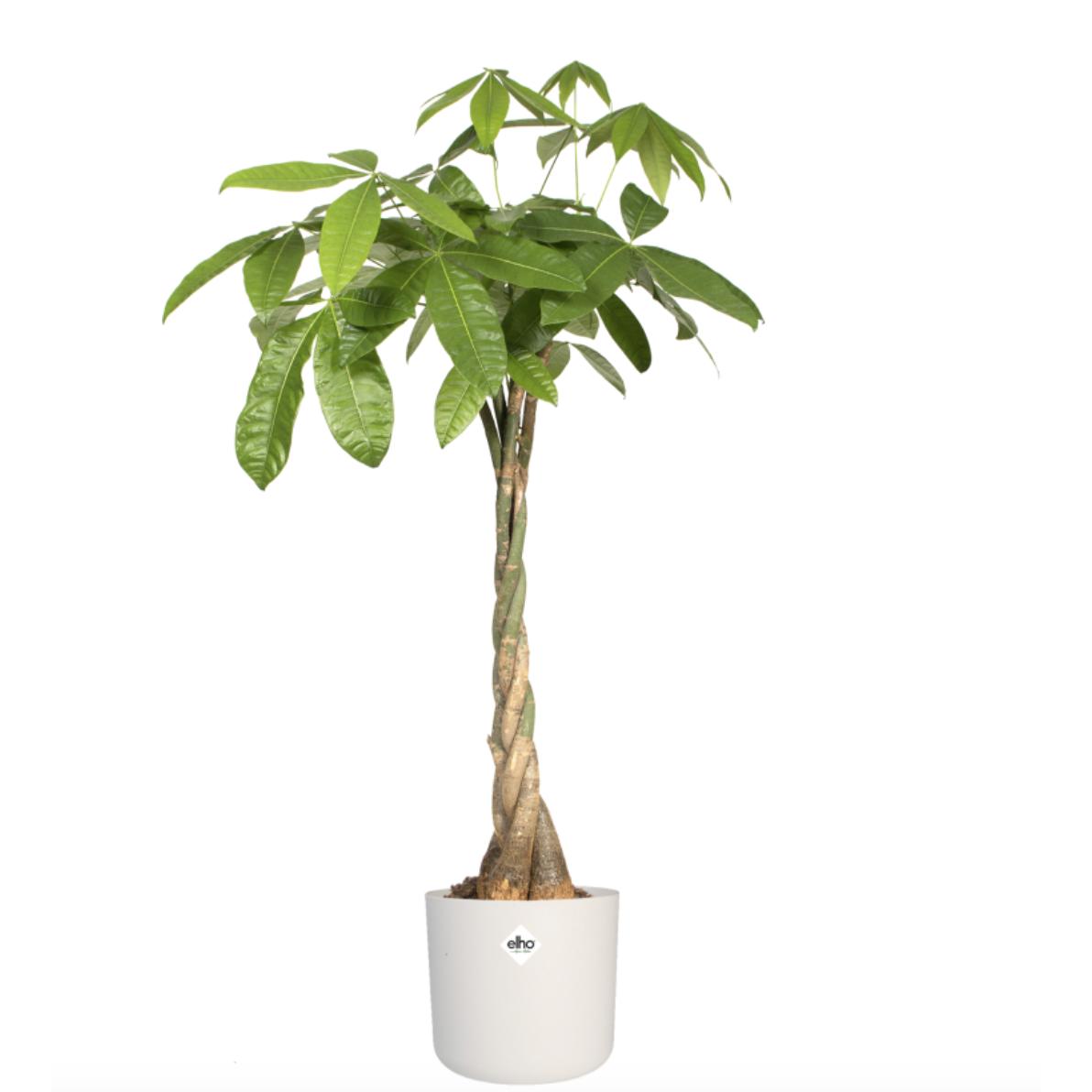 Blumentopf B.for Soft Round Elho Weiß 22 cm