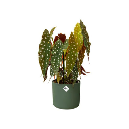 Fioriera B.for Soft Round Elho Verde 18 cm