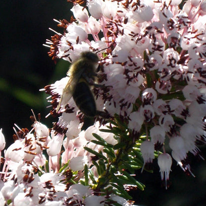 Ekologisk ljunghonung Bona Mel, 900 g