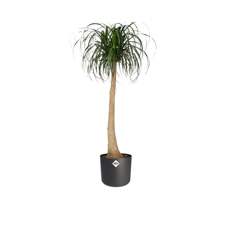 Fioriera B.for Soft Round Elho Antracite 25 cm