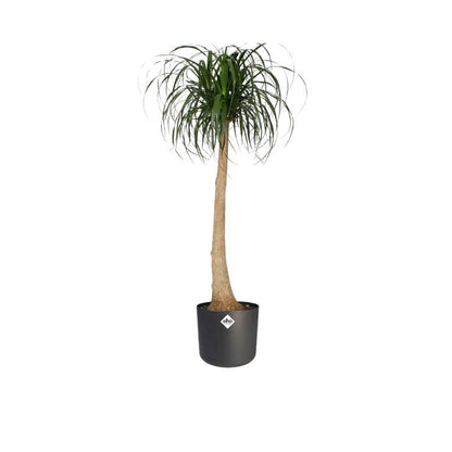 Fioriera B.for Soft Round Elho Antracite 25 cm
