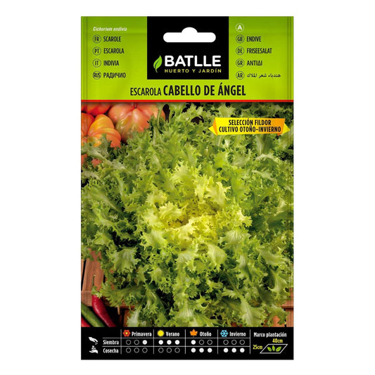 Fildor Batlle Angel Hair Escarole Seeds