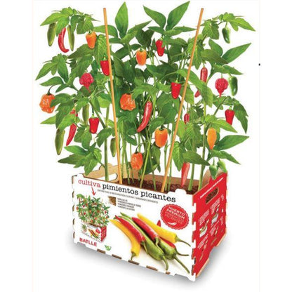 Premium-Gemüsegarten Scharfe Paprika Batlle