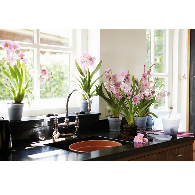 Green Basics Elho orkidéplatta 14 cm