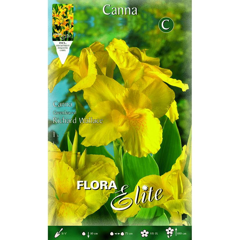 Cebulka Canna żółta ciemnozielona 1 szt.