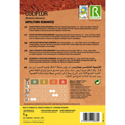 Ökologische Samen von neapolitanischem Blumenkohl Gennarese Rocalba