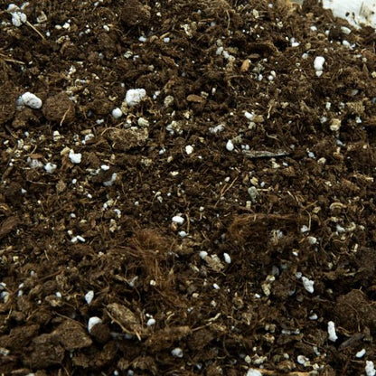 Substrat universel pour carnivores 1 L