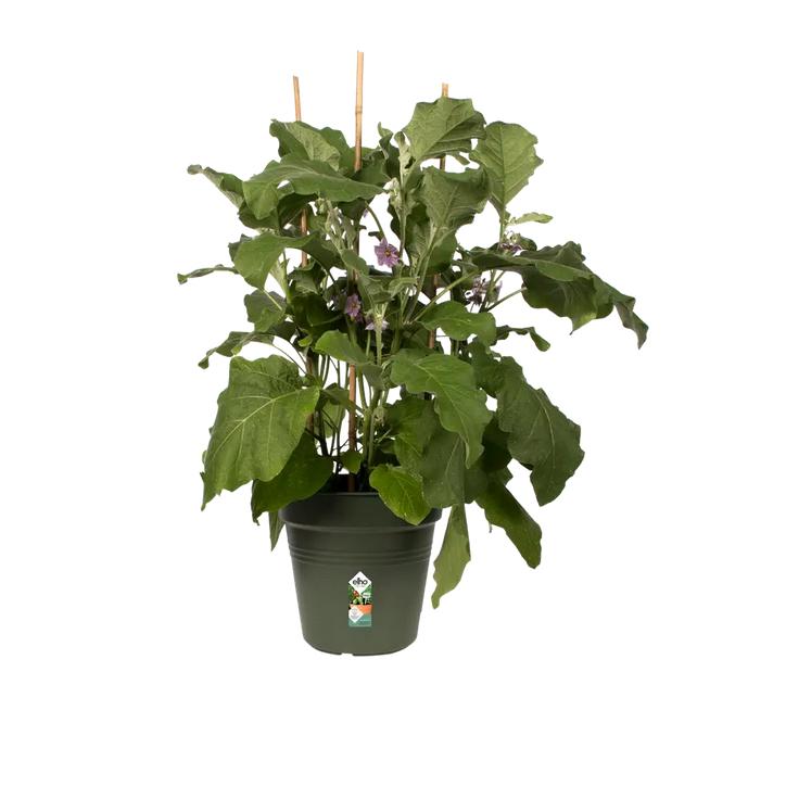 Doniczka Green Basics Elho Zielona 24 cm