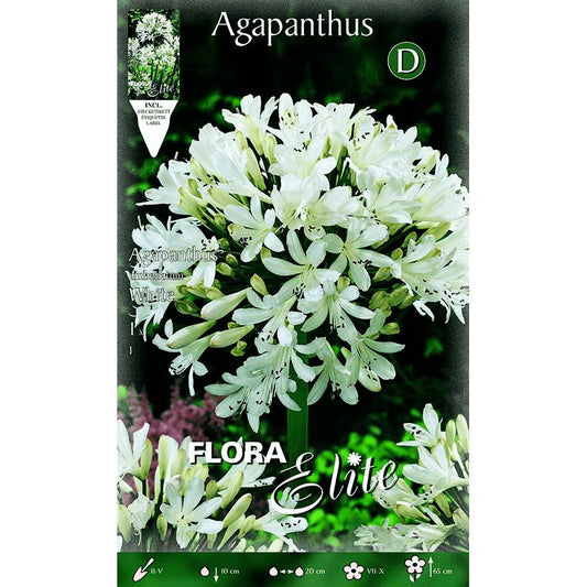 Bulbo Agapanthus bianco 1 pz
