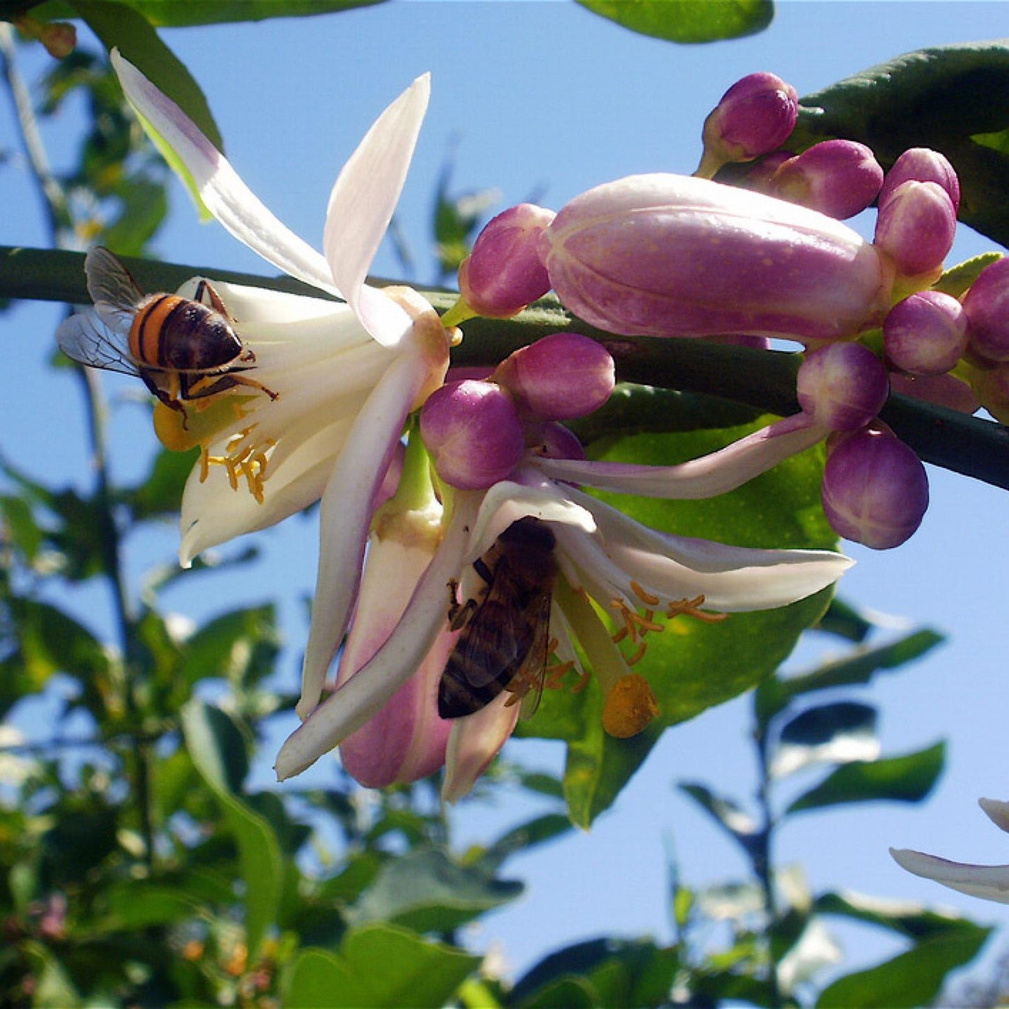 Miel de citron biologique, Bona Mel 900 g