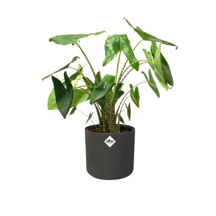 Bloempot B.for Soft Round Elho Antraciet 16 cm