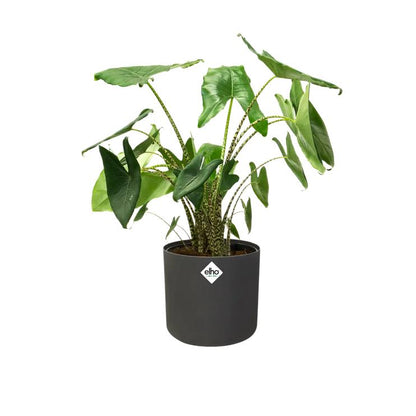 Bloempot B.for Soft Round Elho Antraciet 16 cm