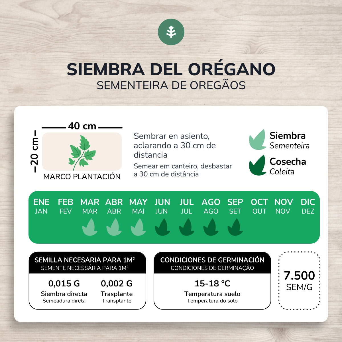 Semi di origano biologico Planeta Huerto