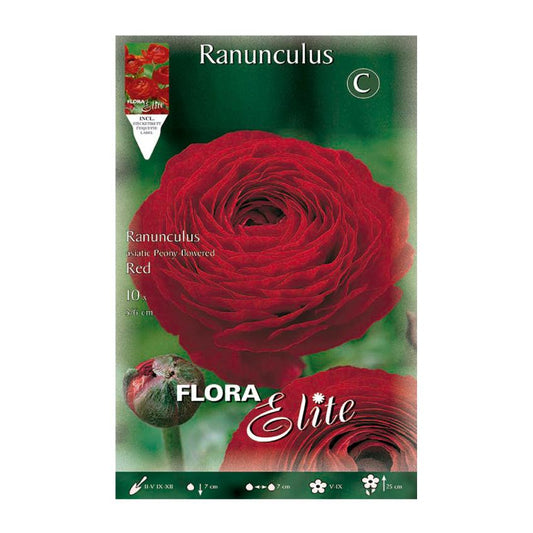 Bulbes de renoncule rouge 10 unités