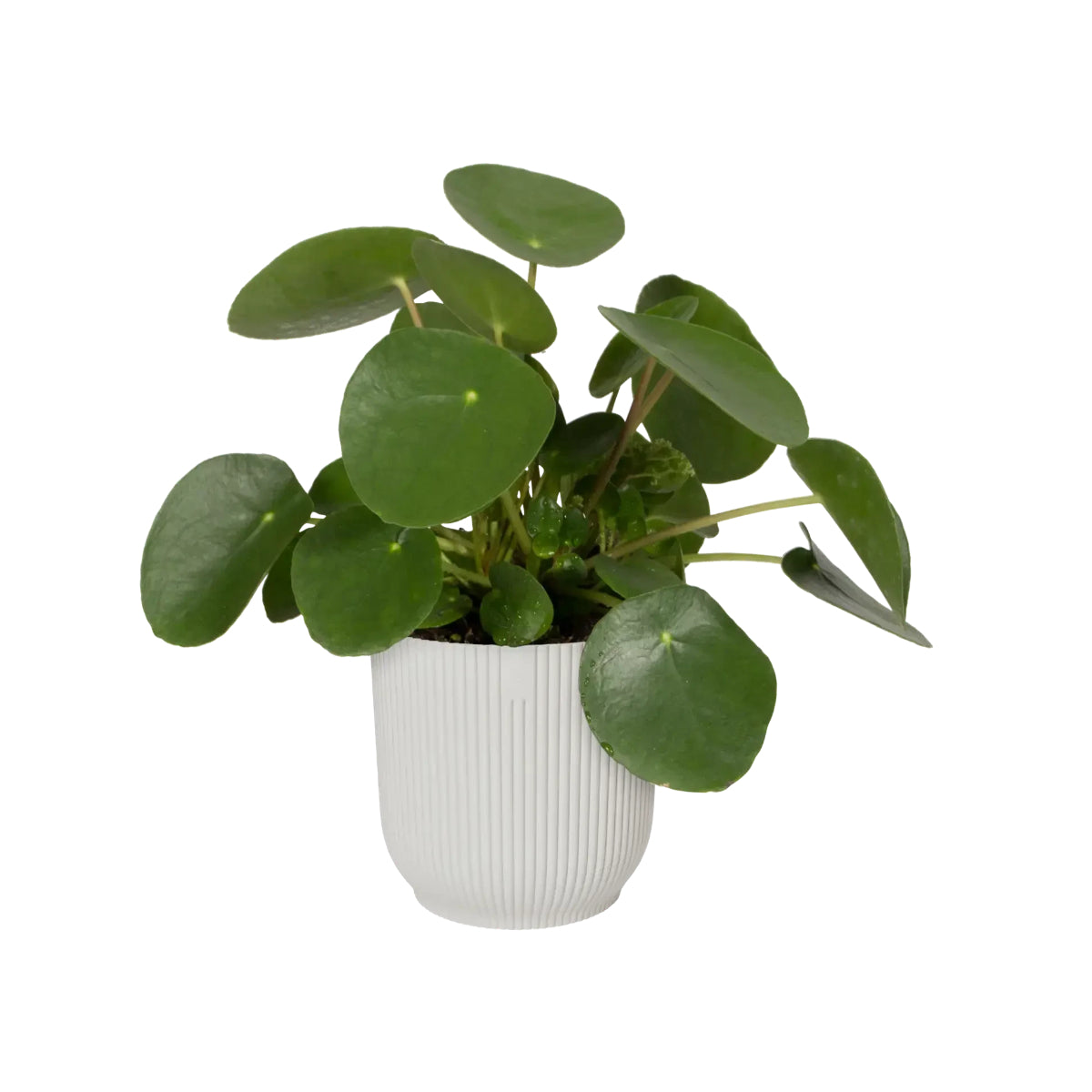 Pot de fleur Vibes Fold Round Silky White Elho 18 cm