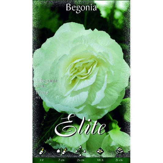 Begonienknolle, doppelt weiß, 3 Stück