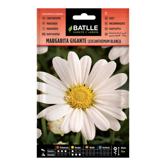 Riesige Margeritenkerne Batlle