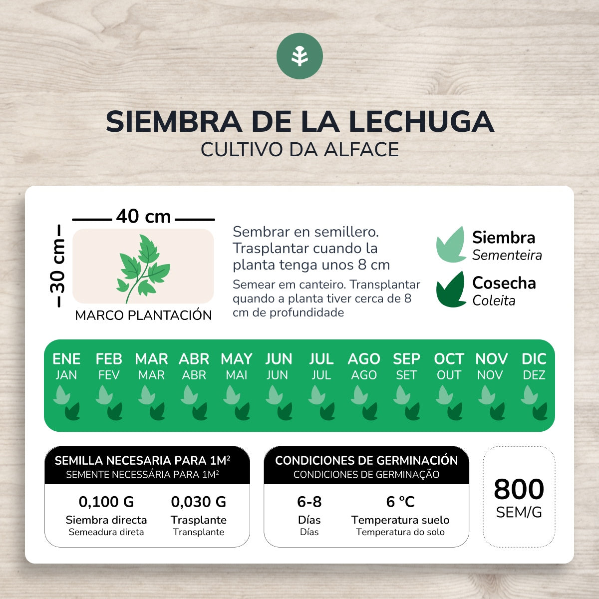 Semi biologici di lattuga estiva Planeta Huerto