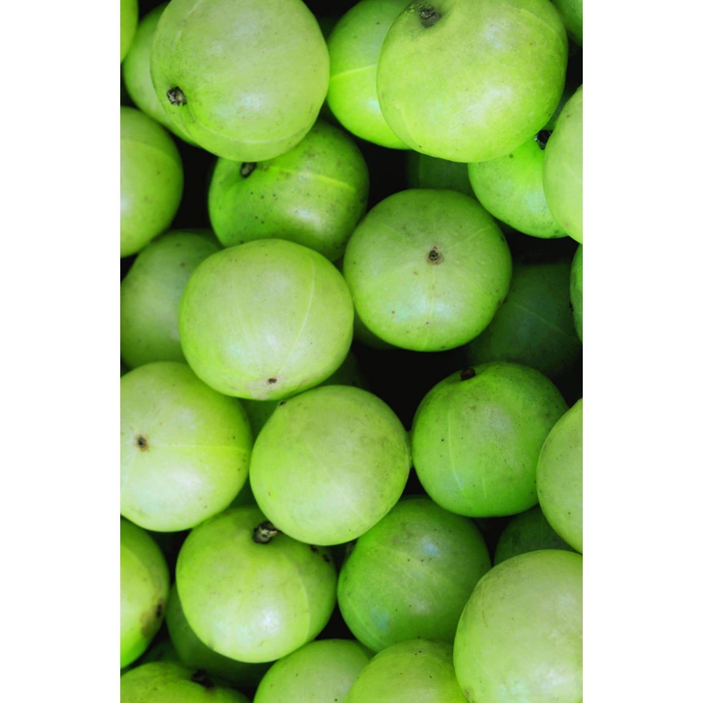 Pack 2x Shampooing Amla Volume, Khadi, 200 ml