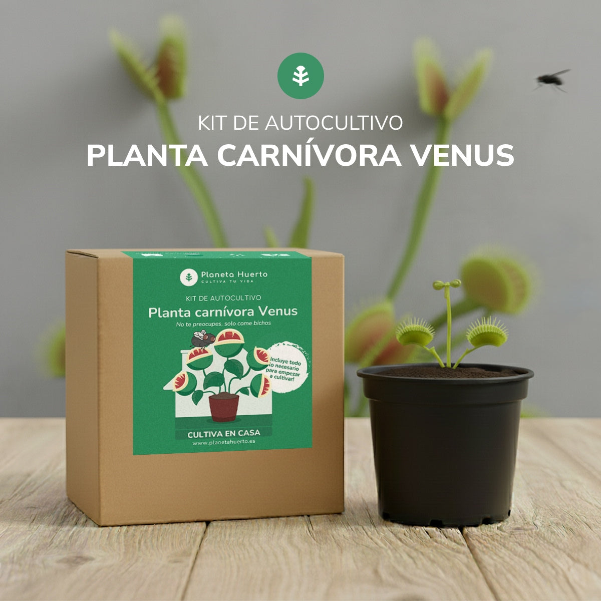 Kit di autocoltivazione Trappola di Venere pianta carnivora Pianeta giardino