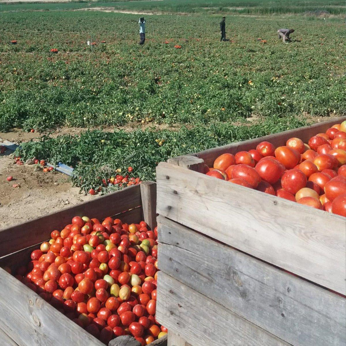 Domowy sos pomidorowy BIO bez cukru Ékolo 340 g