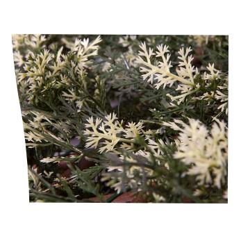 Uitschuifbaar latwerk cipres 1x1,5 m