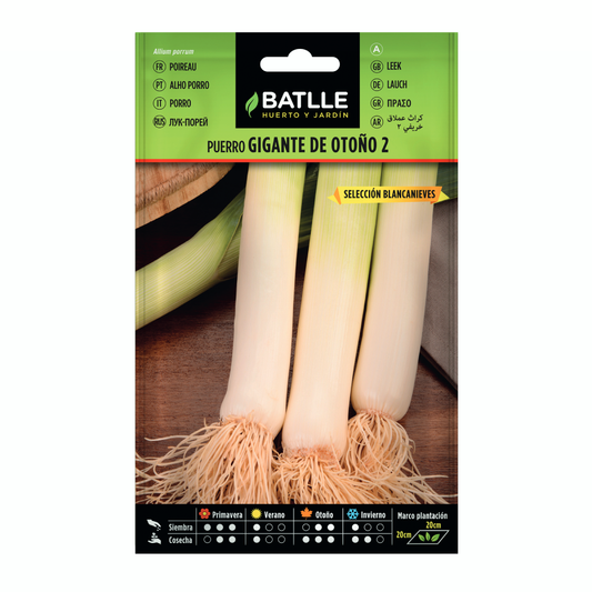 Samen für Riesenlauch im Herbst 2 Sel. Blancanieves Batlle