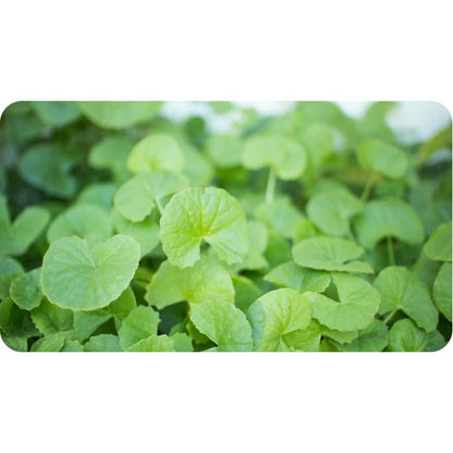 Brahmi Gotu Kola Organic India 90 Kapseln
