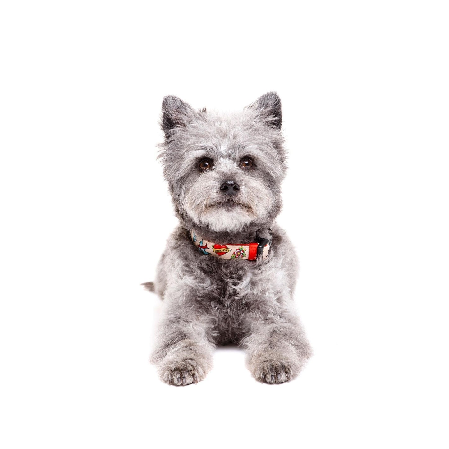 Collier pour chien Tattoo Dukier L