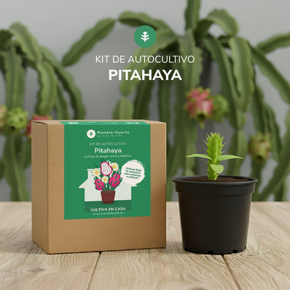 Dragon fruit Pitahaya self-cultivation kit Planeta Huerto