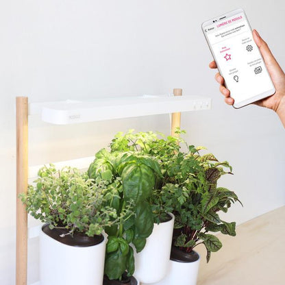 Potager d'intérieur MODULO Prêt à Pousser
