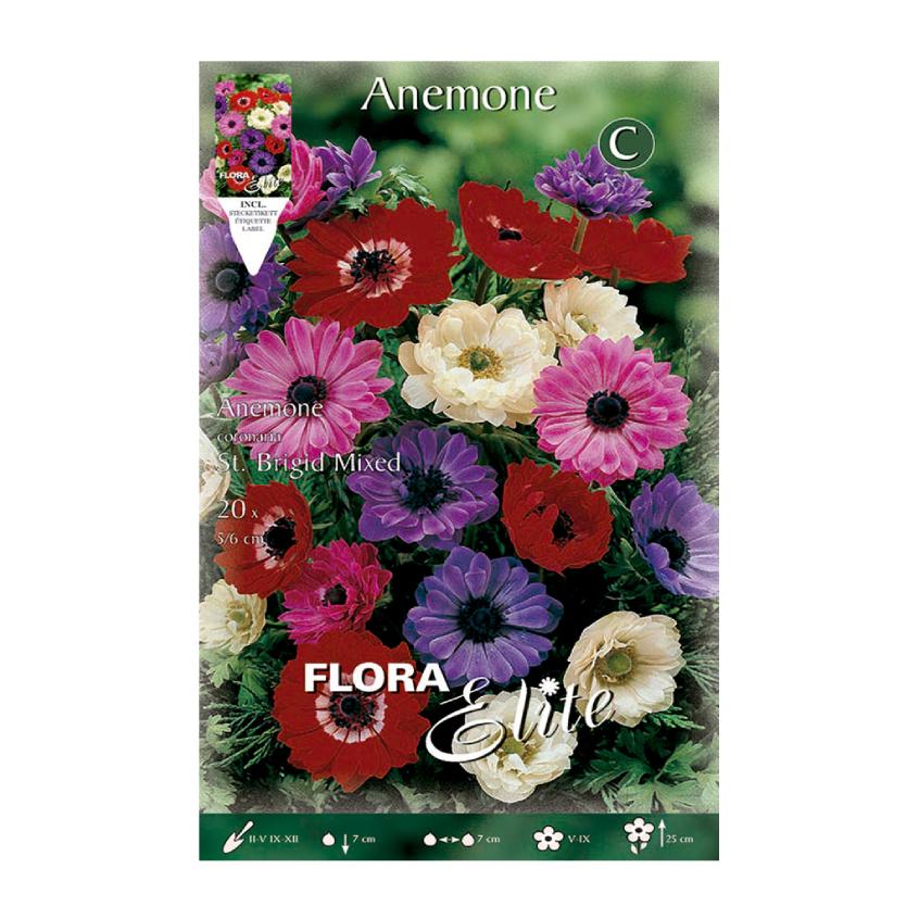 Cebulki anemonów Santa Brigida, mieszanka 20 szt.