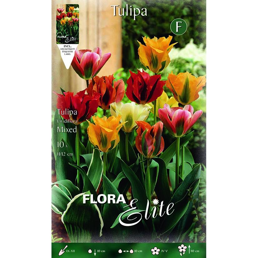 Bulbes de tulipes viridiflora, mélange de 7 unités