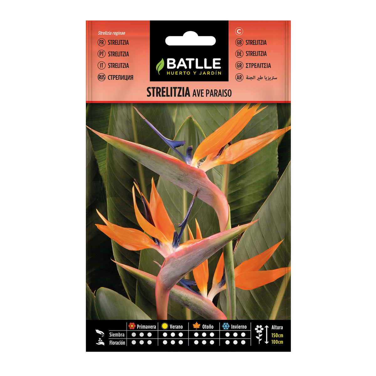 Zaden van Strelitzia Paradijsvogelbloem Batlle