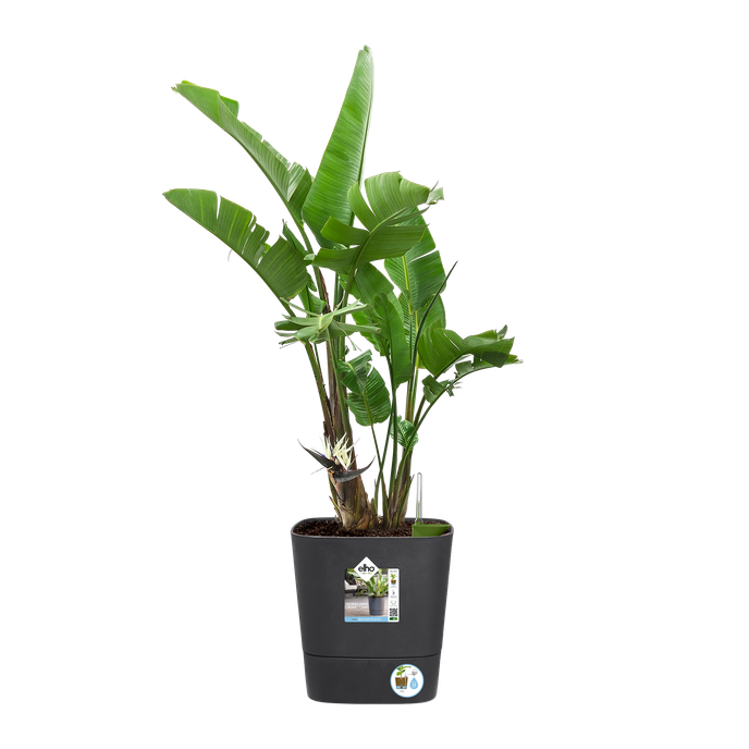 Pot de fleurs avec système d'arrosage automatique Greensense Aquacare Square Elho 30 cm gris anthracite