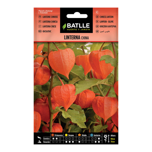 Samen der chinesischen Laterne Batlle