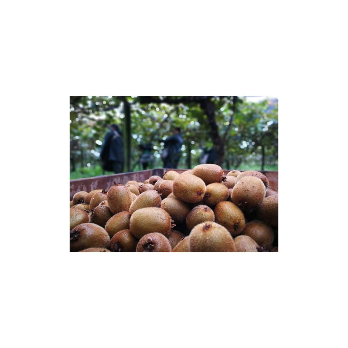 Elaborado de Manzana y Kiwi Ecológica sin azúcares añadidos Ékolo 700 g