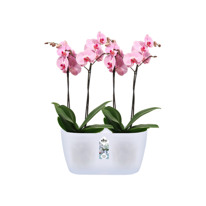 Brussels orchid duo Elho translucent double orchid pot