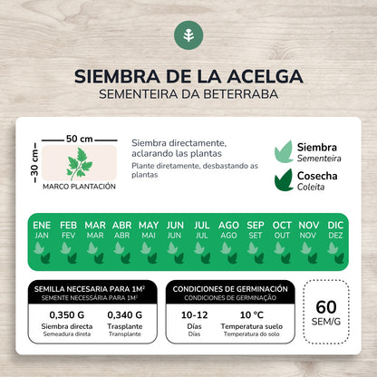 Semi di barbabietola verde biologica Planeta Huerto