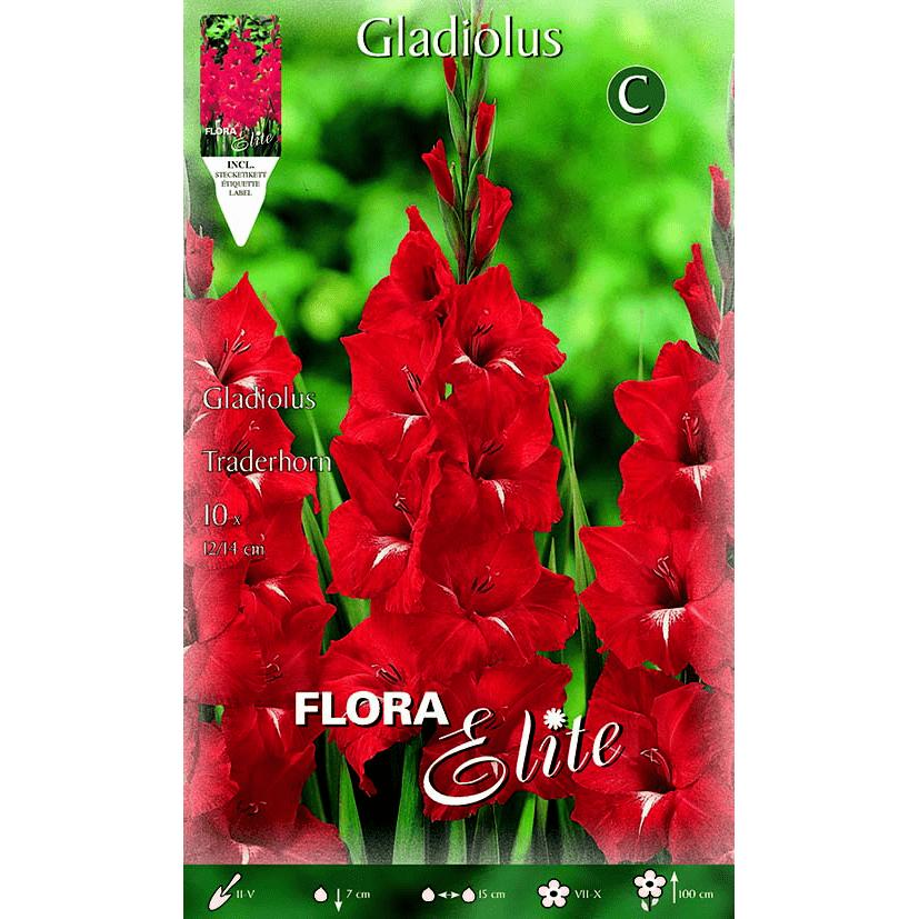 Gladiolenknolle rot mit weißer Blüte 10 Stück