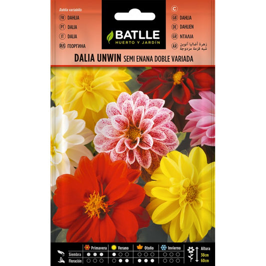 Graines de dahlia Unwin semi-nain double varié Batlle