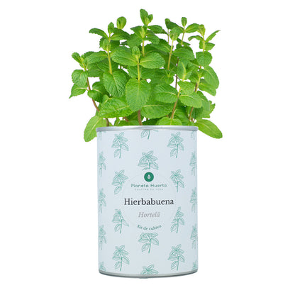 Kit de culture aromatique Coffre Planeta Huerto