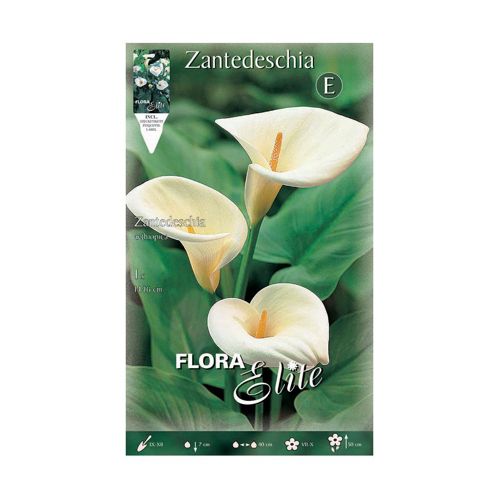 Weiße Calla-Zwiebel aethiopica 1 Stück