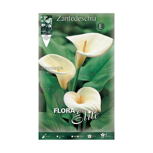 Vit Calla aethiopica-lök 1 st