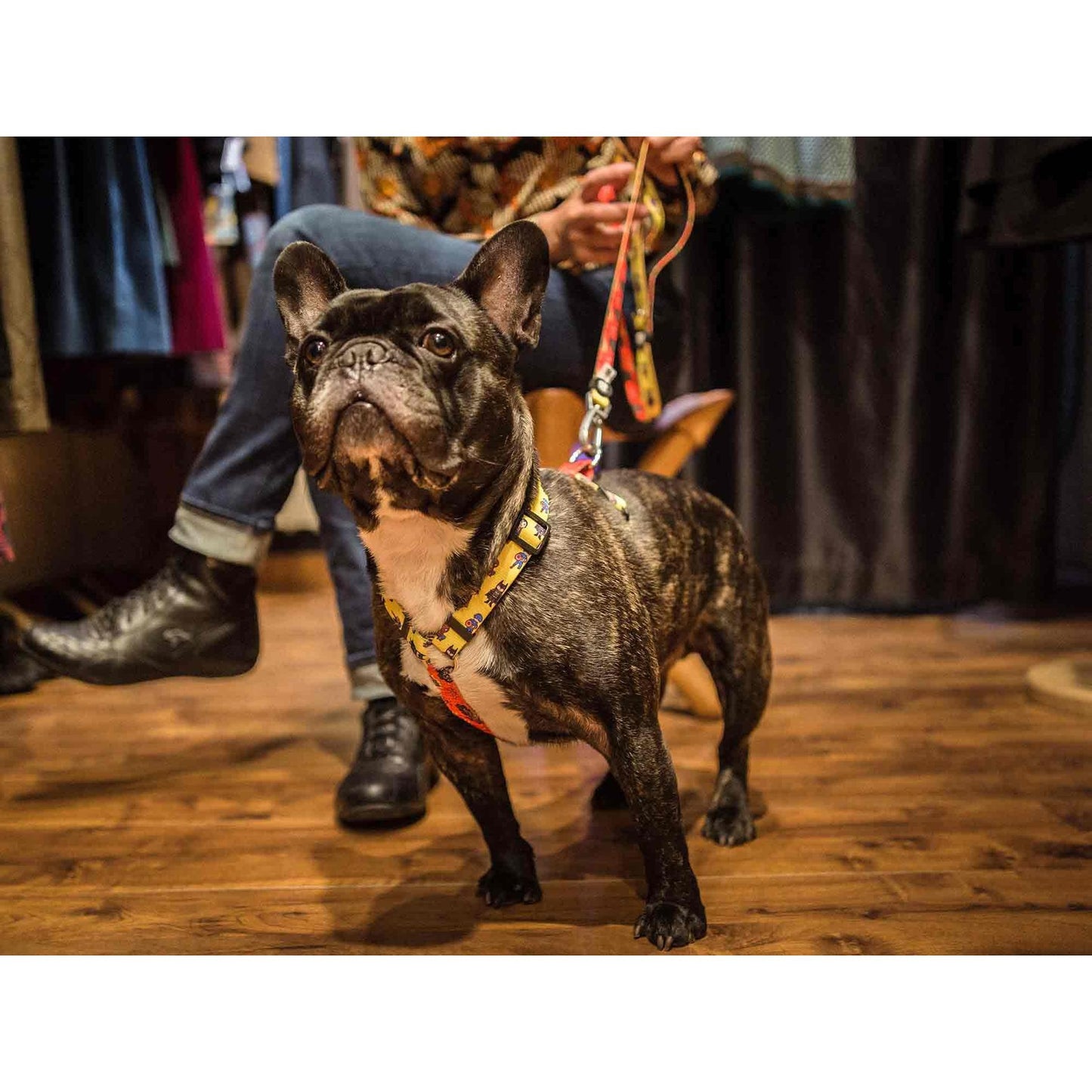 Klassischer Hundegurt SUPERDOG Dukier L