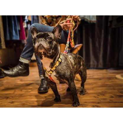 Klassischer Hundegurt SUPERDOG Dukier L