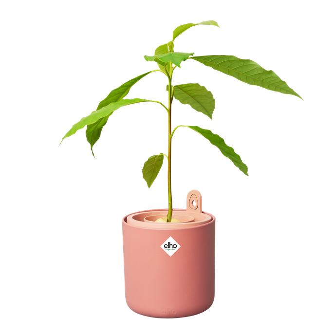 Amazing Avocado Elho Terra avocado germinator pot