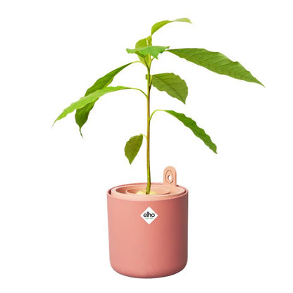 Amazing Avocado Elho Terra avocado germinator pot