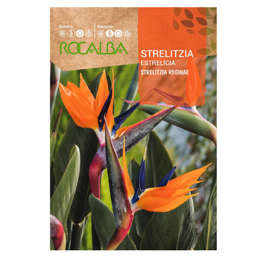Paradijsvogelzaad Strelitzia, Rocalba