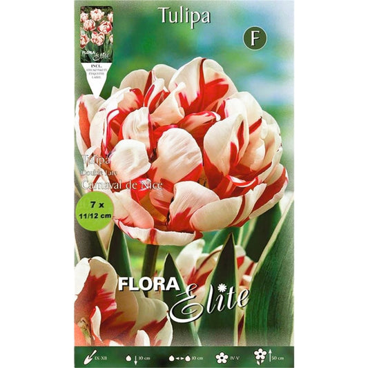 Bulbes de tulipes blanches et rouges 7 unités
